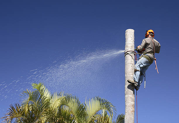 How Our Tree Care Process Works  in  West Islip, NY