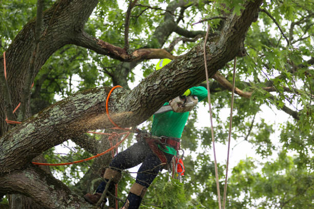 Reliable West Islip, NY Tree Removal Services Solutions